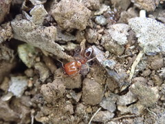 Pheidole vigilans