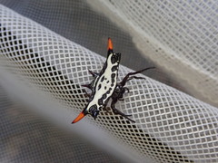 Gasteracantha westringi