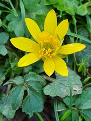 Ficaria verna