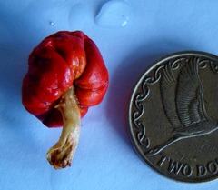 Leratiomyces erythrocephalus