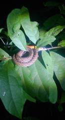 Rhabdophis subminiatus