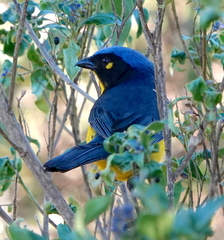 Anisognathus melanogenys