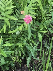 Asclepias rubra