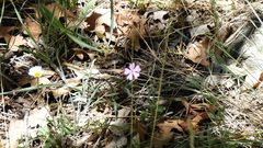 Phlox woodhousei