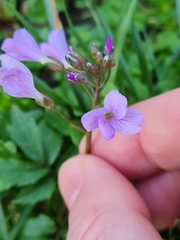 Cardamine quinquefolia