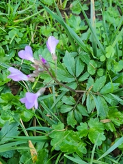 Cardamine quinquefolia