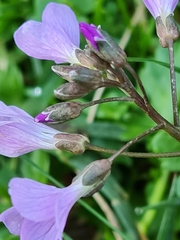 Cardamine quinquefolia