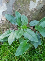 Arum orientale