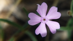 Phlox woodhousei