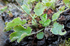 Heuchera grossulariifolia