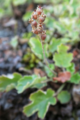 Heuchera grossulariifolia