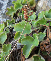 Heuchera grossulariifolia