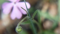 Phlox woodhousei