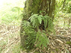 Asplenium bulbiferum x a flaccidum