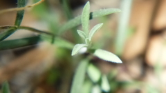 Phlox woodhousei