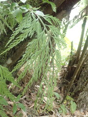 Asplenium bulbiferum x a flaccidum