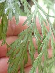 Asplenium bulbiferum x a flaccidum