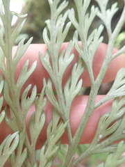 Asplenium bulbiferum x a flaccidum