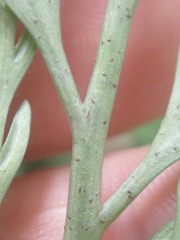 Asplenium bulbiferum x a flaccidum