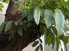 Ficus vasculosa