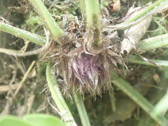 Asplenium bulbiferum x a flaccidum