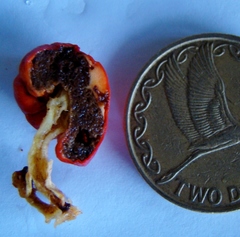 Leratiomyces erythrocephalus