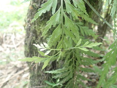 Asplenium bulbiferum x a flaccidum