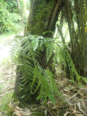 Asplenium bulbiferum x a flaccidum