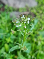 Capsella bursa-pastoris