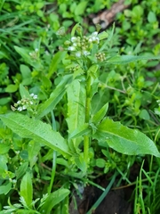 Capsella bursa-pastoris