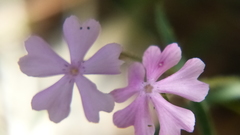 Phlox woodhousei