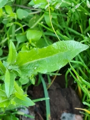 Capsella bursa-pastoris
