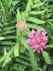 Asclepias rubra