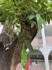 Ficus vasculosa