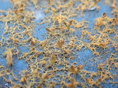 Teloschistes velifer