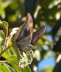 Archaeoprepona chromus chromus