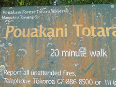 Teloschistes velifer