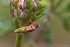 Rhopalus parumpunctatus