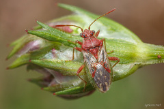 Rhopalus parumpunctatus