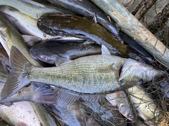 Micropterus haiaka