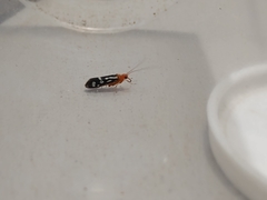 Chimarra albomaculata