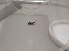 Chimarra albomaculata