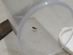 Chimarra albomaculata