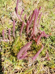 Salicornia natalensis