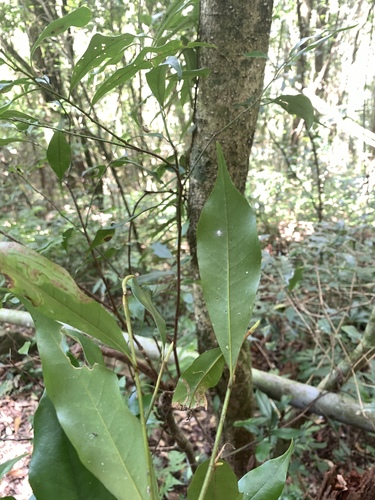 Image of Magnolia compressa by (c) 呂一起(Lu i-chi), some rights reserved (CC BY)