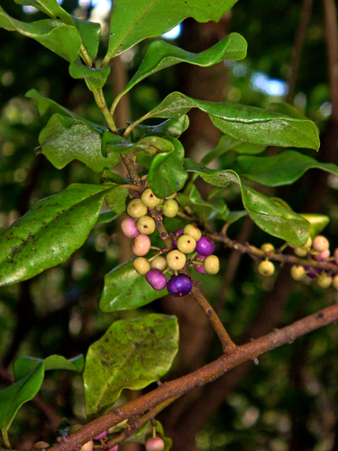 Kermadec Mapou (Myrsine kermadecensis)