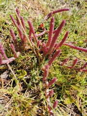 Salicornia natalensis