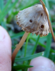 Mycena olivaceomarginata