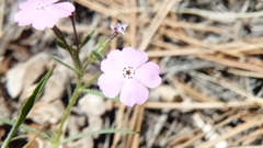 Phlox woodhousei