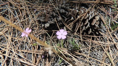 Phlox woodhousei
